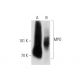 MPO/Myeloperoxidase Antibody (266.6k2) - Western Blotting - Image 147507 