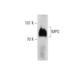 MPO/Myeloperoxidase Antibody (4A4) - Western Blotting - Image 147510