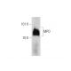 MPO/Myeloperoxidase Antibody (4A4) - Western Blotting - Image 147510