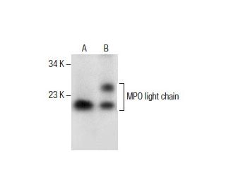 MPO light chain/Myeloperoxidase Antibody (C-3) - Western Blotting - Image 286101 