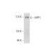 MPP1 Antibody (H-7) - Western Blotting - Image 344467