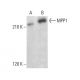 MPP1 Antibody (H-7) - Western Blotting - Image 376439 