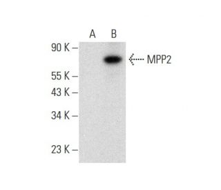 MPP2 Antibody (A-7) - Western Blotting - Image 309556