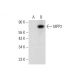 MPP2 Antibody (A-7) - Western Blotting - Image 309556