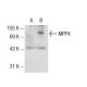 MPP4 Antibody (B-2) - Western Blotting - Image 73096 