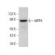 MPP4 Antibody (B-2) - Western Blotting - Image 384682