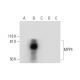 MPP4 Antibody (C-7) - Western Blotting - Image 295759