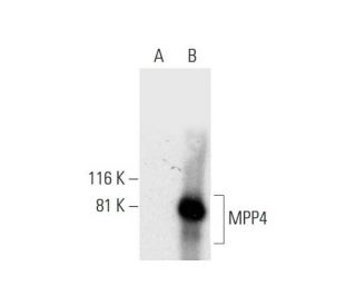 MPP4 Antibody (C-7) - Western Blotting - Image 295897 