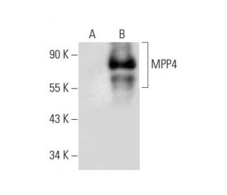 MPP4 Antibody (E-6) - Western Blotting - Image 296925