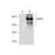 MPP4 Antibody (E-6) - Western Blotting - Image 296925