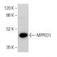 MPPED1 Antibody (D-2) - Western Blotting - Image 375609