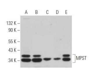 MPST Antibody (H-11) - Western Blotting - Image 363598 