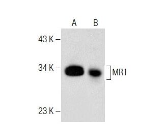 MR1 Antibody (B-3) - Western Blotting - Image 283462 