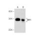 MR1 Antibody (B-3) - Western Blotting - Image 283462 