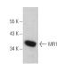 MR1 Antibody (B-3) - Western Blotting - Image 366485 