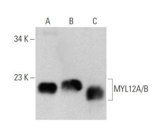 MYL12A/B Antibody (G-5) - Western Blotting - Image 356596 