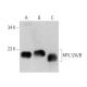 MYL12A/B Antibody (G-5) - Western Blotting - Image 356596 