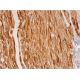 MYL9/MYL12A/B Antibody (D-9) - Immunohistochemistry - Image 293337