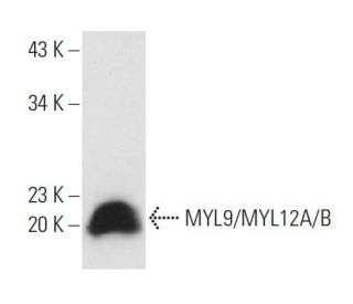 MYL9/MYL12A/B Antibody (D-9) - Western Blotting - Image 14027 