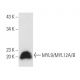 MYL9/MYL12A/B Antibody (D-9) - Western Blotting - Image 14027 