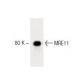 MRE11 Antibody (18) - Western Blotting - Image 60366 