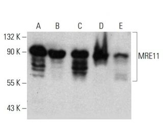 MRE11 Antibody (18) - Western Blotting - Image 385767 