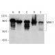 MRE11 Antibody (18) - Western Blotting - Image 385767 