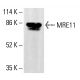 MRE11 Antibody (18) - Western Blotting - Image 412865