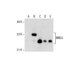 MREG Antibody (A-6) - Western Blotting - Image 154874 