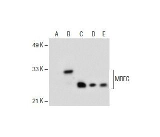 MREG Antibody (E-4) - Western Blotting - Image 154876 
