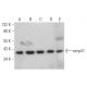 mrnp41 Antibody (A-9) - Western Blotting - Image 367628