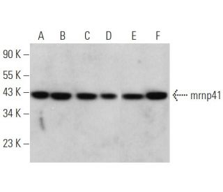 mrnp41 Antibody (G-3) - Western Blotting - Image 373459 