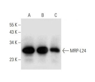 MRP-L24 Antibody (B-6) - Western Blotting - Image 299023 