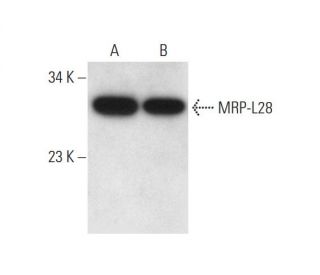 MRP-L28 Antibody (A-10) - Western Blotting - Image 294375 