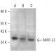 MRP-L3 Antibody (B-3) - Western Blotting - Image 369005