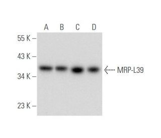 MRP-L39 Antibody (F-10) - Western Blotting - Image 333503 