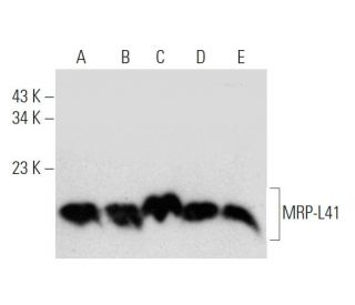 MRP-L41 Antibody (H-10) - Western Blotting - Image 319550 