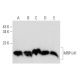 MRP-L41 Antibody (H-10) - Western Blotting - Image 319550 