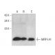 MRP-L41 Antibody (H-10) - Western Blotting - Image 377753 