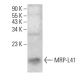 MRP-L41 Antibody (H-10) - Western Blotting - Image 384757