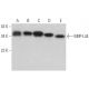 MRP-L44 Antibody (E-7) - Western Blotting - Image 373450 