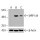 MRP-L44 Antibody (E-7) - Western Blotting - Image 416017