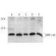 MRP-L49 Antibody (G-11) - Western Blotting - Image 344283 
