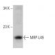 MRP-L49 Antibody (G-11) - Western Blotting - Image 375941