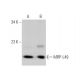 MRP-L49 Antibody (H-12) - Western Blotting - Image 375946 