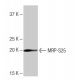 MRP-S25 Antibody (LB-L4) - Western Blotting - Image 65007