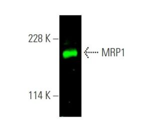 MRP1 Antibody (QCRL-1) - Western Blotting - Image 375675