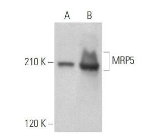 MRP5 Antibody (E-10) - Western Blotting - Image 359025 