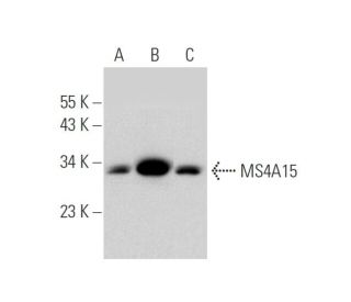 MS4A15 Antibody (C-9) - Western Blotting - Image 344048