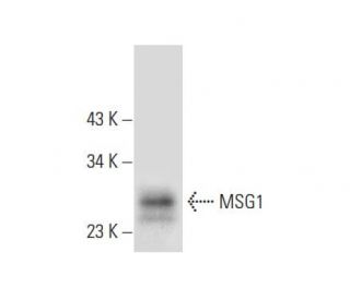 MSG1 Antibody (D-7) - Western Blotting - Image 296924Each CRISPR/Cas9 Knockout (KO) Plasmid product consists of a pool of 3 plasmids designed to ensure identification and cleavage of a specific gene for maximum knockout efficiency. Each plasmid encodes a unique 20 nt sequence derived from the GeCKO (v2) library.